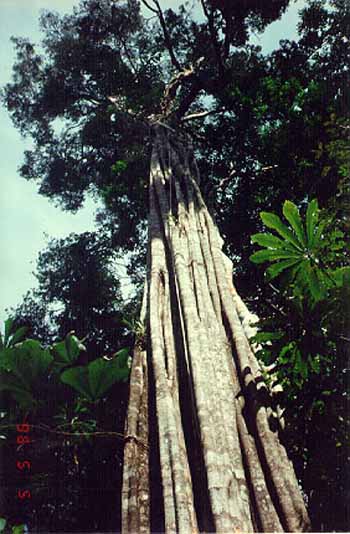 un gigantesco árbol