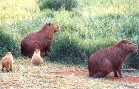 capibara