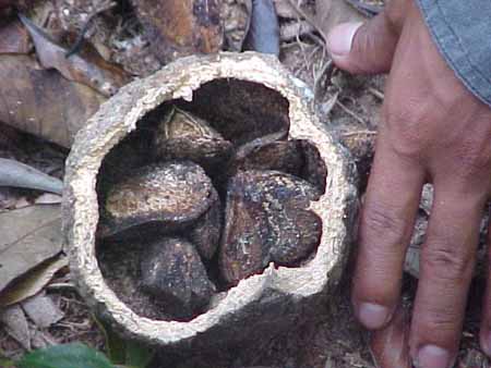 castana bertholletia excelsa