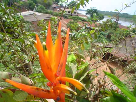 flor y río Beni en el fondo