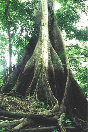 arbol amazonico