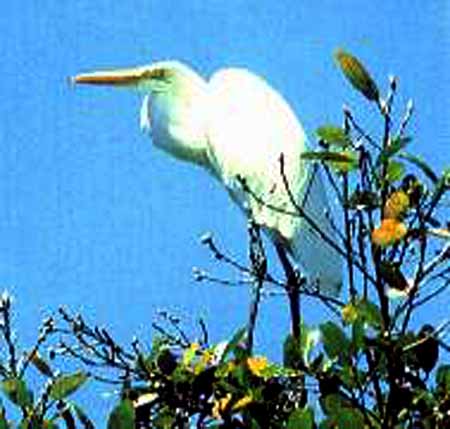 garza blanca grande