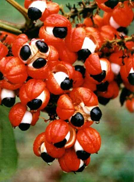 guaraná