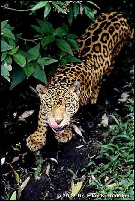 jaguar