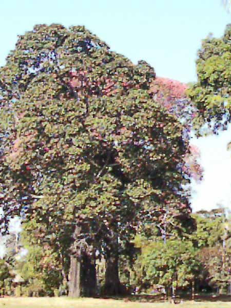 mapajos en flor