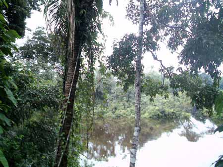 paisaje en el río Manuripi