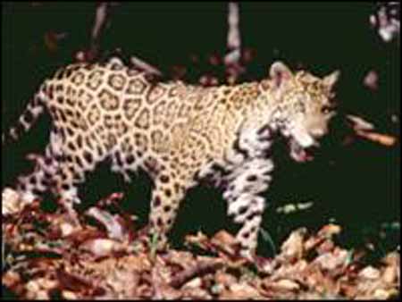 panthera onca