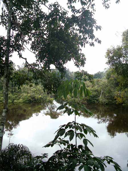 paraje Amazónico