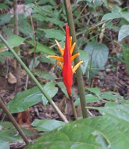 patuju heliconia