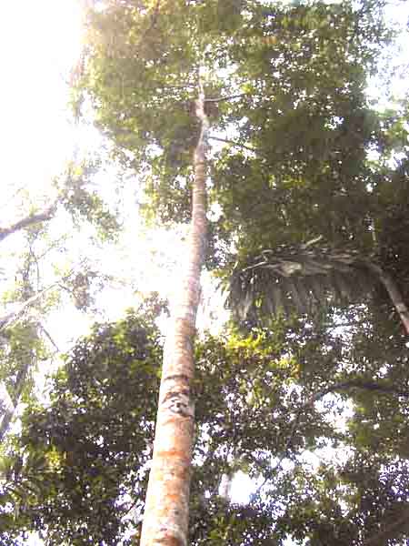 árbol amazónico