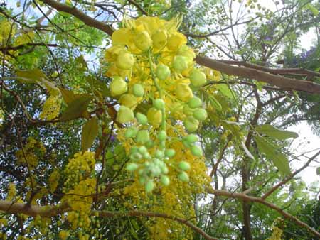 árboles florescientes embellezan Riberalta