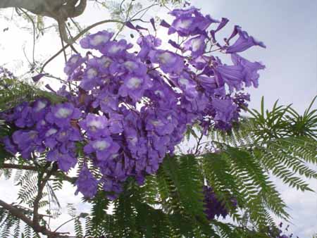 árboles florescientes embellezan Riberalta