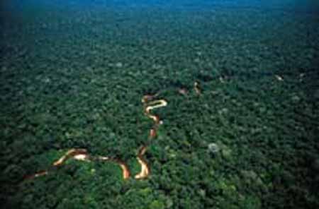 Un pequeno río en la selva