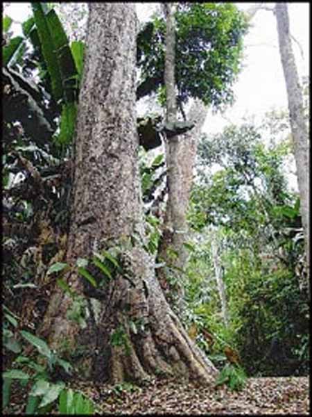 un arbol en la selva