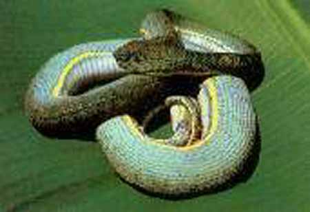 vibora loro machaco bothrops bilineatus