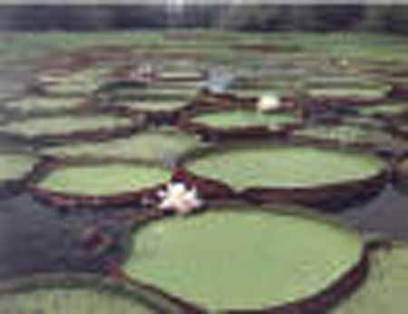 victoria regia