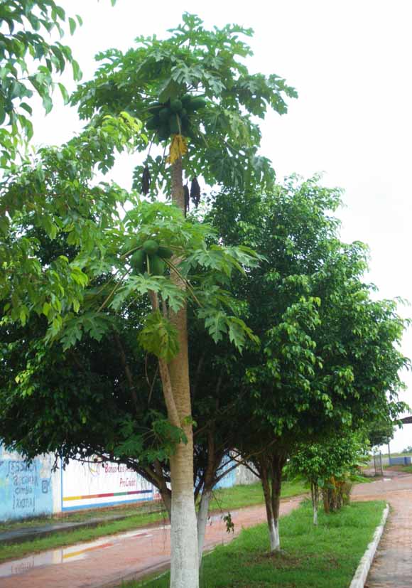 jardinera con un papayo en producciòn