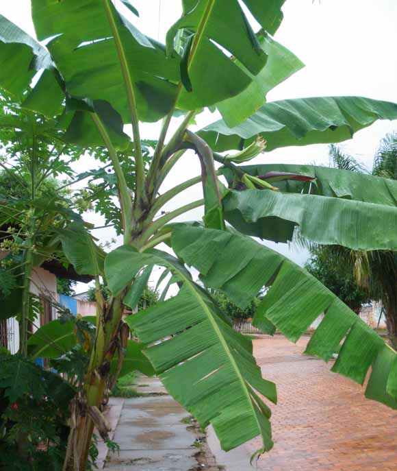 plátano recién saliendo de la pepa