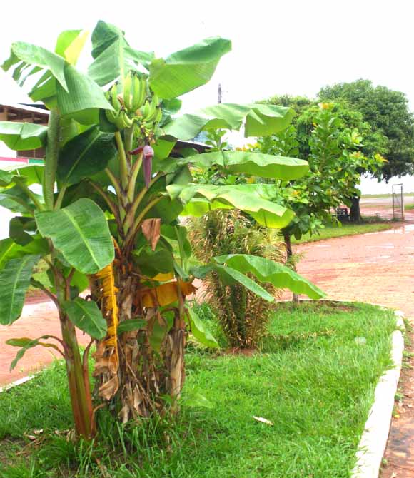 producción de plátano en media jardinera