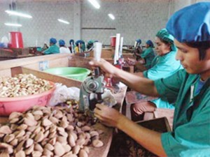 trabajadoras fabriles de la castaña